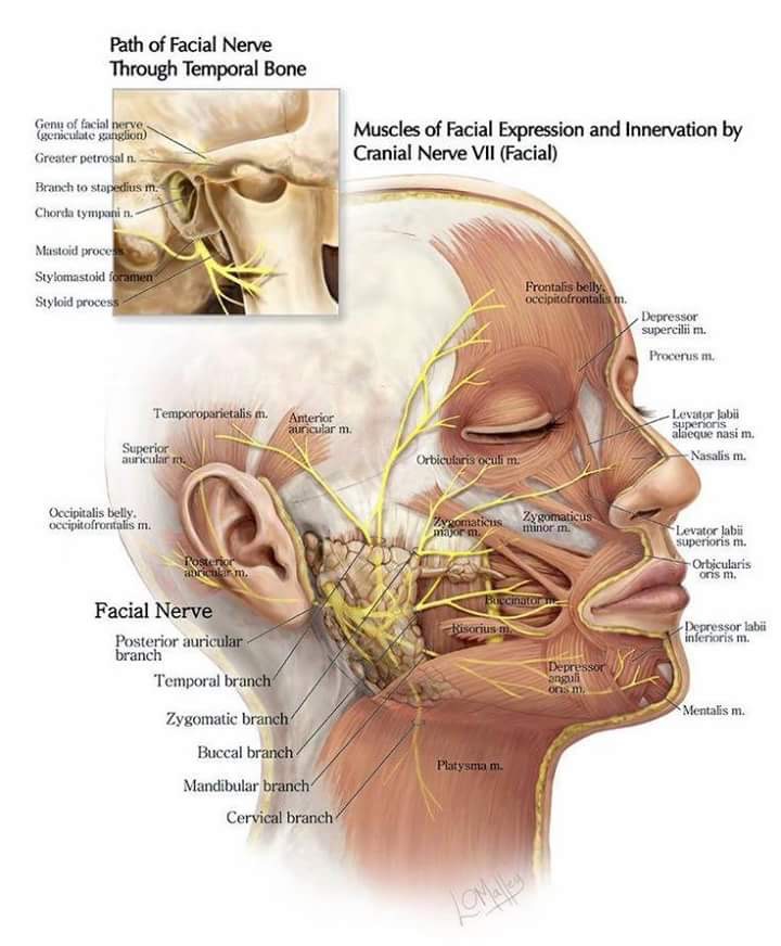 Anatomy facial nerve, kerri hayes nude